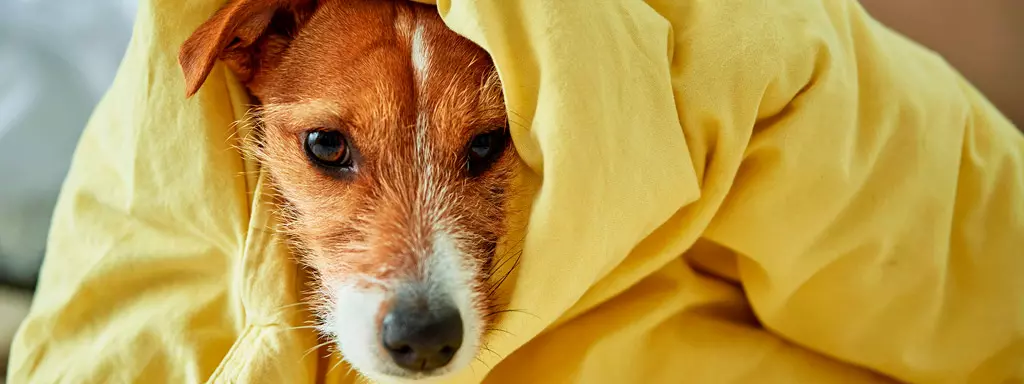 Remédio para Dermatite Canina